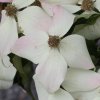 Cornus kousa 'National' bracts at Junker's Nursery
