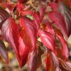 Cornus kousa 'Pollywood' autumn foliage, at Junker's Nursery