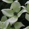 Cornus kousa 'Pollywood' bracts, at Junker's Nursery