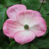 Cornus kousa 'Radiant Rose' at Junker's Nursery