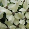 Cornus kousa 'Snowflake' bracts, at Junker's Nursery