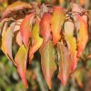 Cornus kousa 'Snowflake' autumn foliage, at Junker's Nursery