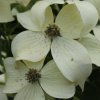 Cornus kousa 'Snowflurries' at Junker's Nursery