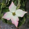 Cornus kousa 'Southern Cross' at Junker's Nursery