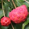 Cornus kousa 'Steeple' fruit, at Junker's Nursery