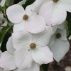 Cornus kousa 'Teutonia' bracts, at Junker's Nursery