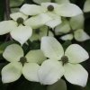 Cornus kousa 'White Dream' bracts, at Junker's Nursery