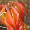 Cornus kousa 'White Dream' autumn foliage, at Junker's Nursery