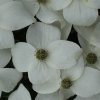 Cornus kousa 'White Giant' at Junker's Nursery