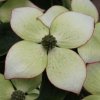 Cornus kousa 'Wieting's Select' bracts, at Junker's Nursery