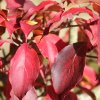 Cornus kousa 'Wieting's Select' autumn foliage, at Junker's Nursery