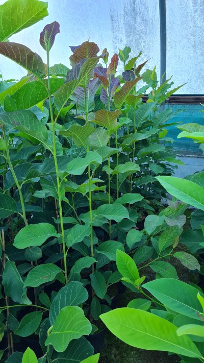 Magnolias in 3 litre pots in the polytunnel September 2022