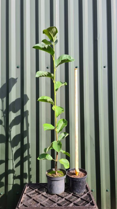 Magnolia 'A. E. Bold' in a 3 litre potSeptember 2022