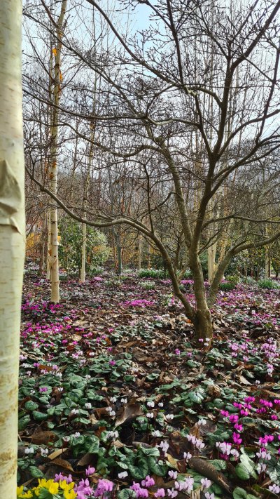 Cyclamen coum in the Winter Garden at Junker's Nursery