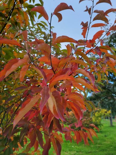 Nyssa leptophylla at Junker's Nursery