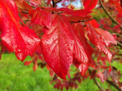 Sycoparrotia persica 'Purple Haze' at Junker's Nursery