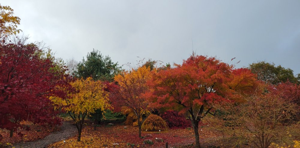 Japanese Maples in the Acer Glade at Junker's Nursery