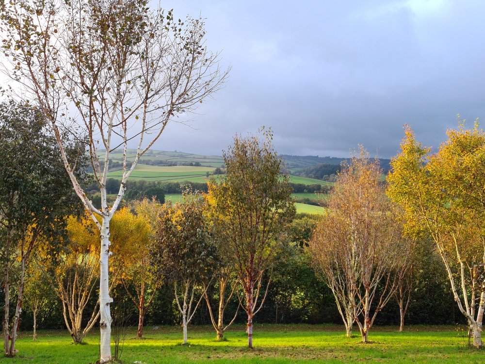 Betula Mountain at Junker's Nursery