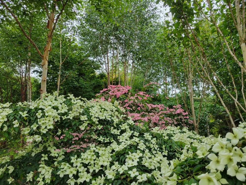 Cornus kousa in the Winter Garden at Junker's Nursery