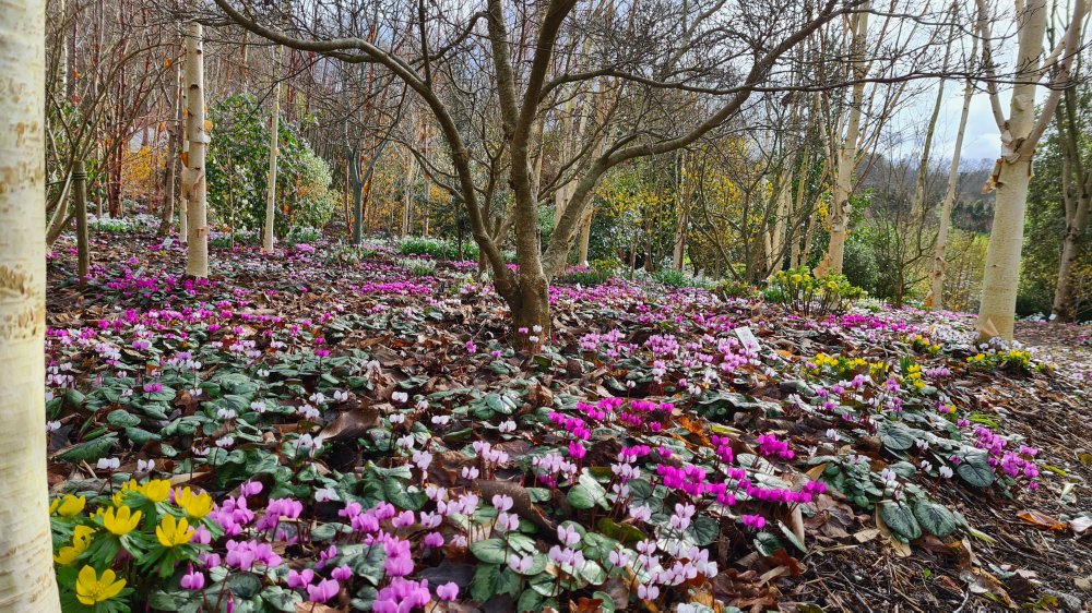 Cyclamen coum in the Winter Garden at Junker's Nursery