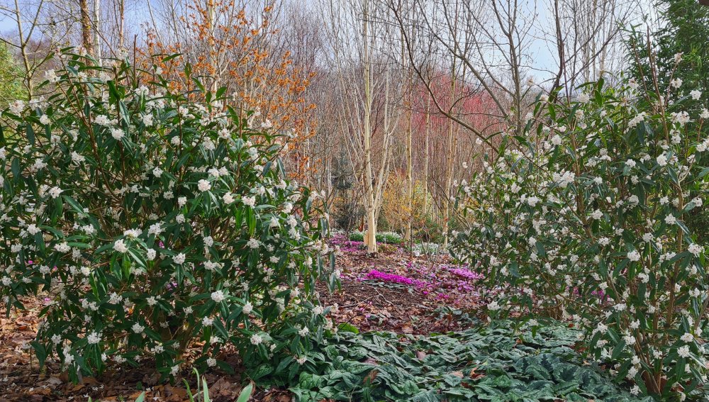 Daphne bholua iin the Winter Garden at Junker's Nursery