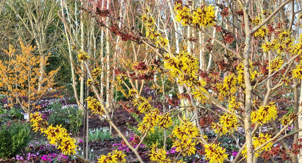 Hamamelis in the Winter Garden at Junker's Nursery