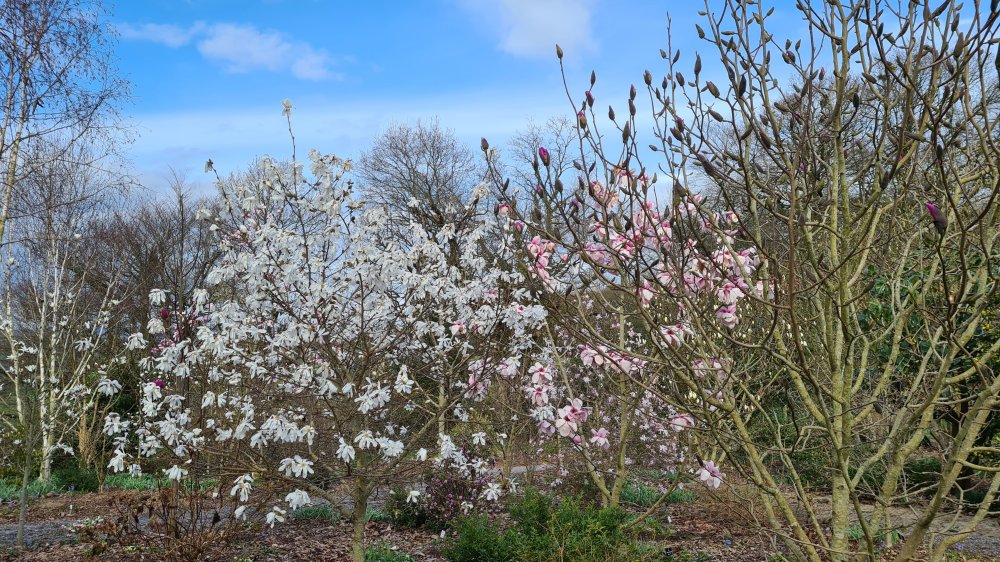 Magnolia in the Woodland Walk at Junker's Nursery