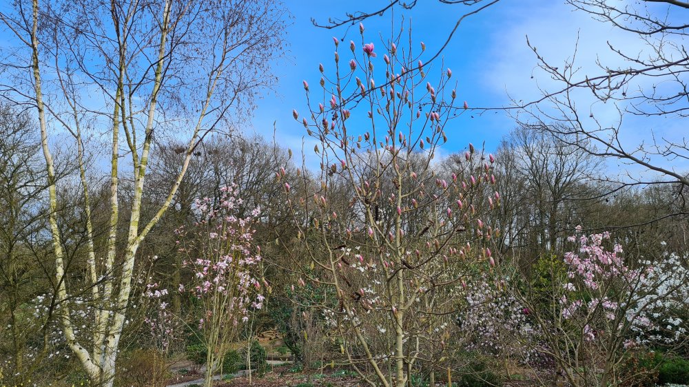 Magnolia in the Woodland Walk at Junker's Nursery